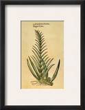 Sugar Cane, 1597 Framed Giclee Print by John Gerard
