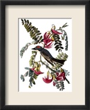 Audubon: Kingbird, 1827-38 Gerahmter Giclée-Druck von John James Audubon