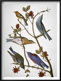 Audubon: Bluebirds Poster by John James Audubon