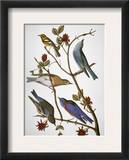 Audubon: Bluebirds Framed Giclee Print by John James Audubon