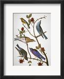 Audubon: Bluebirds Estampe encadrée par John James Audubon