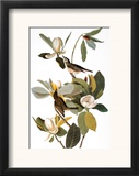 Audubon: Vireo Framed Giclee Print by John James Audubon