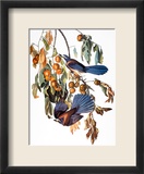 Audubon: Scrub Jay, 1827-38 Kehystetty giclee-vedos tekijänä John James Audubon