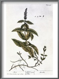 Mint Plant, 1735 Print by Elizabeth Blackwell