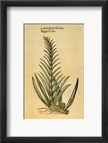 Sugar Cane, 1597 Lámina giclée enmarcada por John Gerard Sugar Cane, 1597 Lámina giclée enmarcada por John Gerard
