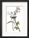 Audubon: Warbler, 1827-38 Framed Giclee Print by John James Audubon