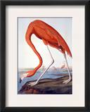 American Flamingo Framed Giclee Print by John James Audubon