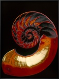 Nautilus Pôsters por Eduard Ritter Von Engerth Nautilus Pôsters por Eduard Ritter Von Engerth