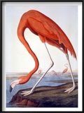 American Flamingo Poster by John James Audubon