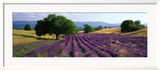 Flowers in Field, Lavender Field, La Drome Provence, France Gerahmter Fotografie-Druck von Panoramic Images 