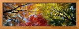 Farbenprächtige Bäume im Herbst, Ansicht von unten Gerahmter Fotografie-Druck von Panoramic Images 