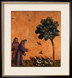 St. Francis of Assisi Preaching to the Birds Ingelijste gicléedruk van Giotto di Bondone
