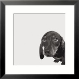 Basset Art par Emily Burrowes