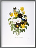 Redoute: Pansy, 1833 Posters by Pierre-Joseph Redoute