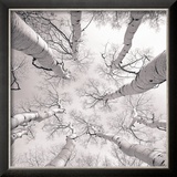 Silver Birch Poster by Adam Brock