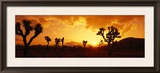 Sunset, Joshua Tree Park, California, USA Framed Photographic Print by Panoramic Images 