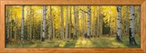 Aspen Trees in Coconino National Forest, Arizona, USA Photographie encadrée par Panoramic Images 