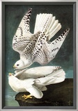 White Gyrfalcon Prints by John James Audubon