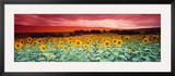 Sunflowers, Corbada, Spain Framed Photographic Print by Panoramic Images 