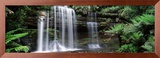 Rainforest, Mt. Field National Park, Tasmania, Australia Framed Photographic Print by Panoramic Images 