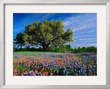 Live Oak, Paintbrush, and Bluebonnets in Texas Hill Country, USA Framed Photographic Print by Adam Jones