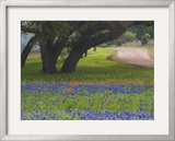 Oak Trees, Blue Bonnets, and Indian Paint Brush, Near Gay Hill, Texas, USA Framed Photographic Print by Darrell Gulin