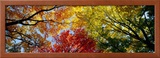 Colorful Trees in Fall, Autumn, Low Angle View Framed Photographic Print by Panoramic Images 