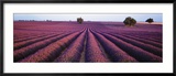 Lavender Field, Fragrant Flowers, Valensole, Provence, France Gerahmter Fotografie-Druck von Panoramic Images 