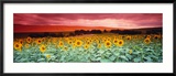 Sunflowers, Corbada, Spain Framed Photographic Print by Panoramic Images 