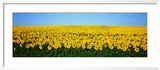Sunflower Field, North Dakota, USA Gerahmter Fotografie-Druck von Panoramic Images 