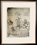The Heart and the Circulation, Facsimile of the Windsor Book Framed Giclee Print by Leonardo da Vinci 
