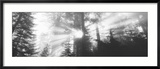 Road, Redwoods Park, California, USA Framed Photographic Print by Panoramic Images 