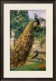 Peacocks in the Park, 1886 Framed Giclee Print by Olaf August Hermansen