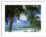 Palms on Shore, Cayman Kai Near Rum Point, Grand Cayman, Cayman Islands, West Indies Ingelijste fotodruk van Ruth Tomlinson