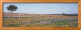 Texas Bluebonnets and Indian Paintbrushes in a Field, Texas Hill Country, Texas, USA Framed Photographic Print by Panoramic Images 