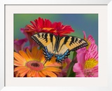 Eastern Tiger Swallowtail Female on Gerber Daisies, Sammamish, Washington, USA Framed Photographic Print by Darrell Gulin
