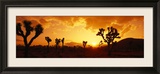 Sunset, Joshua Tree Park, California, USA Gerahmter Fotografie-Druck von Panoramic Images 
