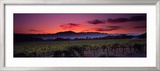 Vineyard at Sunset, Napa Valley, California, USA Framed Photographic Print by Panoramic Images 