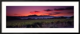 Vineyard at Sunset, Napa Valley, California, USA Gerahmter Fotografie-Druck von Panoramic Images 