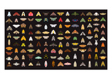 Pachanga Moths from Ecuador Giclee Print by Belen Mena