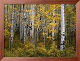Aspen Trees Near Mcclure Pass in Gunnison National Forest, Gunnison, Colorado, USA Impressão fotográfica emoldurada por Greg Gawlowski Aspen Trees Near Mcclure Pass in Gunnison National Forest, Gunnison, Colorado, USA Impressão fotográfica emoldurada por Greg Gawlowski