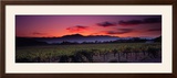Vineyard at Sunset, Napa Valley, California, USA Framed Photographic Print by Panoramic Images 