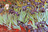 Vincent Van Gogh Irises Art Print Poster Prints