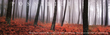 Possibilities Trees Motivational Art Print Poster Print