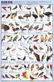Birds Educational Science Chart Poster Posters