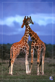High Love, Save Our Planet (Giraffes) Print