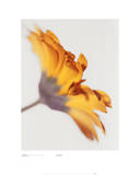 Gerbera 2, Bright Yellow On White Prints by Michael Banks