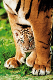 Bengal Tiger Cub (With Mom) Photo Print Poster Posters