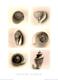 Shell Composition I Pósters por Graeme Harris