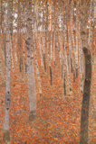 Gustav Klimt Forest of Beech Trees Art Poster Print Prints